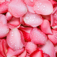 No tires los pétalos de las rosas: prepará este poderoso spray para el amor propio y para atraer la abundancia