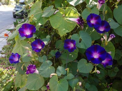 No gastes en pintura nueva: mirá cuál es la planta que crece rapidísimo y es perfecta para cubrir paredes o cercos