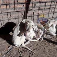 Investigaban la agresión contra un hombre y rescataron a tres dogos víctimas de maltrato animal