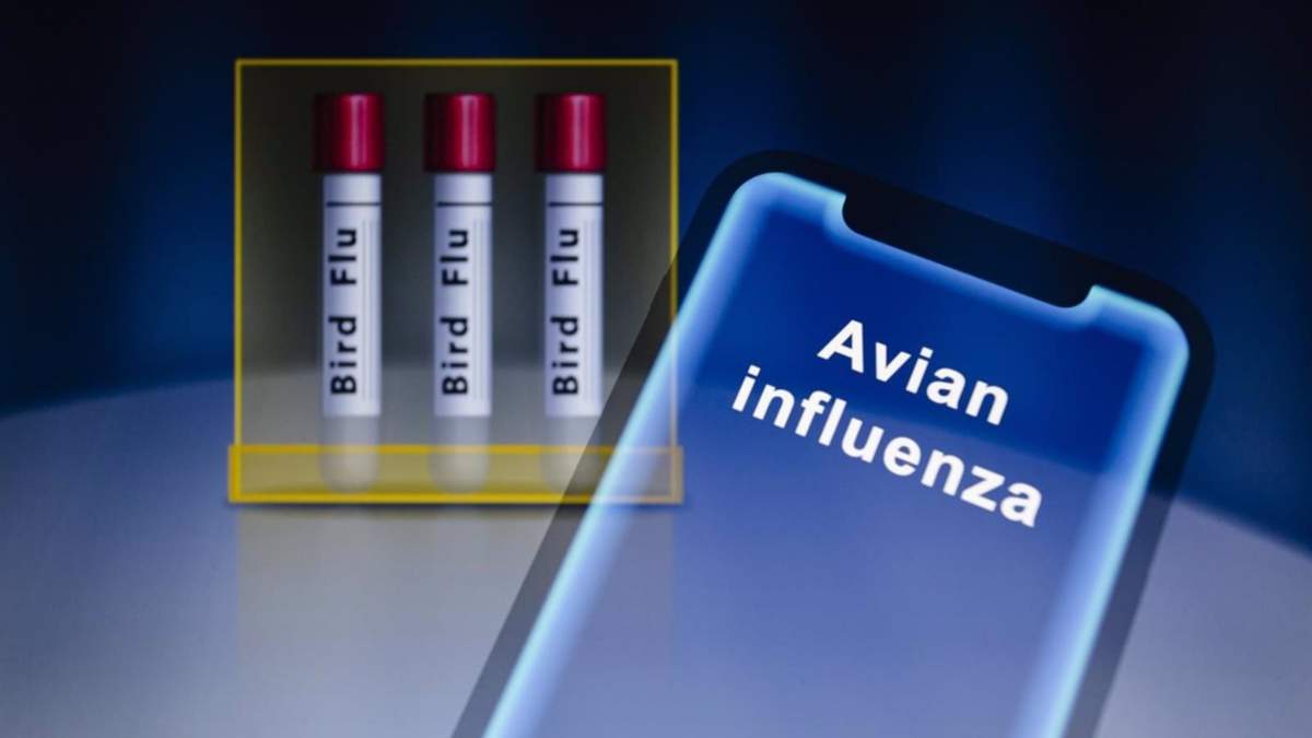 Canadá detecta el primer caso de gripe aviar en humanos