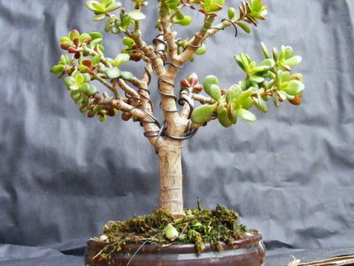 5 suculentas hermosas que tienen aspecto de bonsai y que no pueden faltar en tu colección