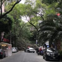 El viento derriba un árbol en Polanco; daña cables, un puesto y un auto