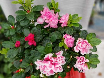 La forma correcta de reproducir las Azaleas por esquejes y llenar tu jardín de color