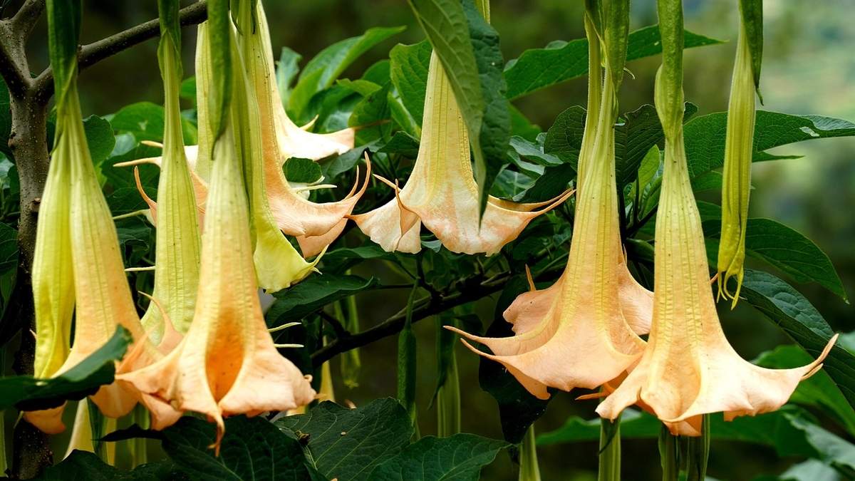 El floripondio debe ser tratado con el máximo respeto y precaución