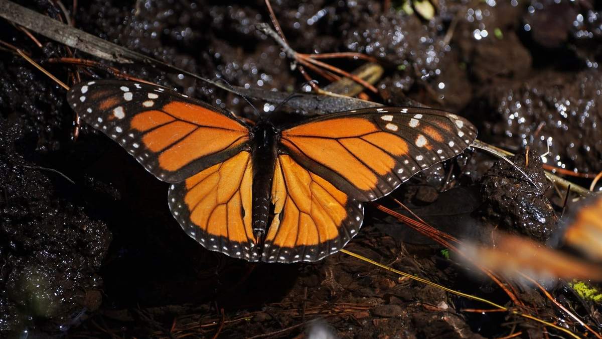 Una mariposa monarca descansa cerca de un arroyo en el santuario Piedra Herrada, en las montañas cercanas a Valle de Bravo