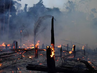 Por ley: las tierras incendiadas no podrán comercializarse