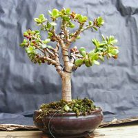 5 suculentas hermosas que tienen aspecto de bonsai y que no pueden faltar en tu colección