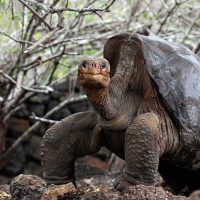 Hallaron cuatro virus nuevos en las tortugas gigantes de Galápagos: cuál es su importancia