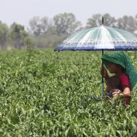 Solicita CNDH medidas cautelares para 81 jornaleros agrícolas rescatados en Coahuila