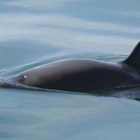 La expedición mexicana que vigila la vaquita marina avista menos ejemplares este año