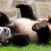 Presidente chino anuncia nuevo envío de pandas a EU