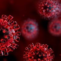 ¡Enemigo bajo la lupa! Científicos argentinos analizarán el genoma del coronavirus