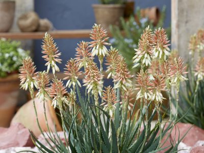 La planta que muestra sus mejores flores en invierno y soporta muy bien las heladas