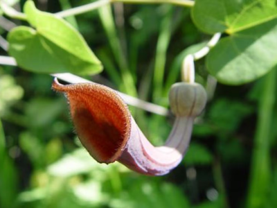 La hermosa planta de bajo mantenimiento, perfecta para cubrir espacios donde el césped no crece