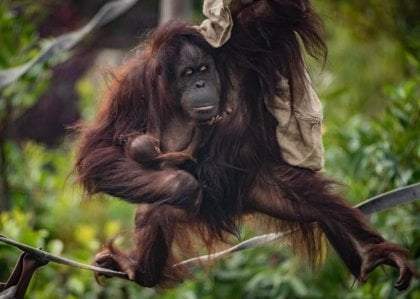 Una madre orangután con su cría