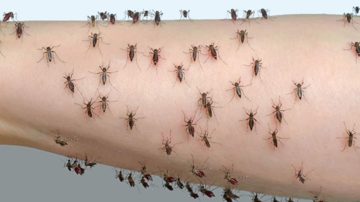 En menos de un mes, el AMBA atraviesa su segunda invasión de mosquitos. Fuente: (Twitter)
