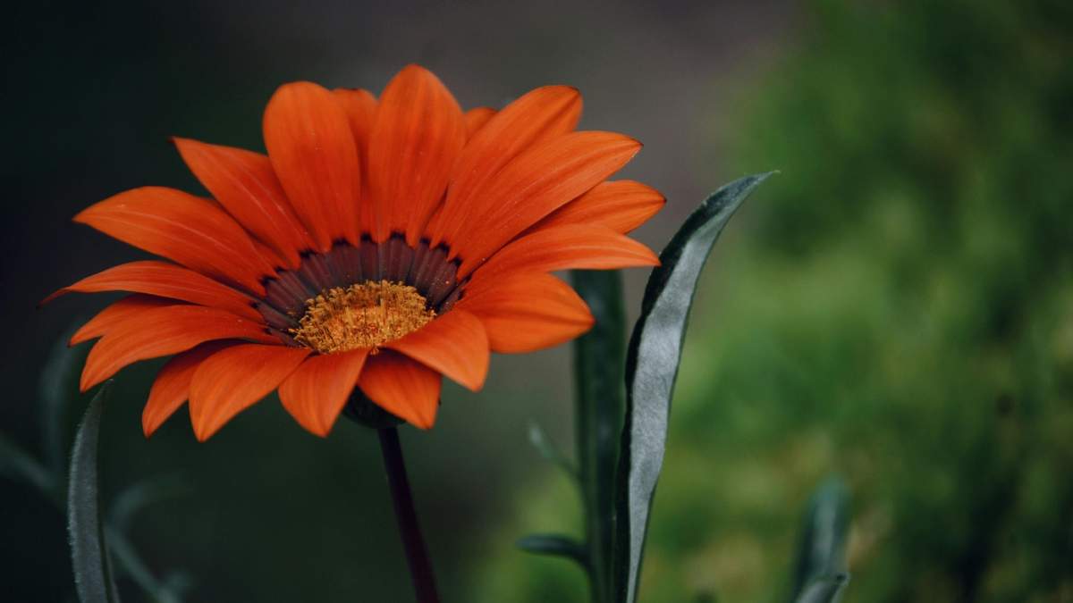 Para asegurar que tus gazanias florezcan profusamente y por más tiempo, solo necesitás atender a unos pocos cuidados básicos