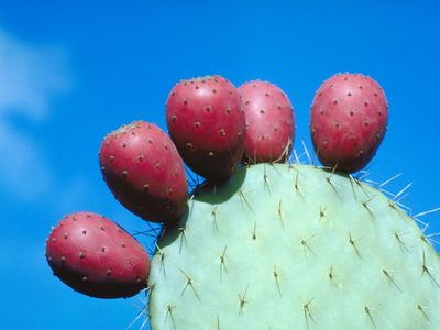 Si tenés cerca una planta de Tuna, mirá lo que podés hacer con sus frutos y ahorrar en el supermercado
