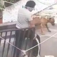 Rescatan a tres perros víctimas de maltrato animal en alcaldía Álvaro Obregón (Video)