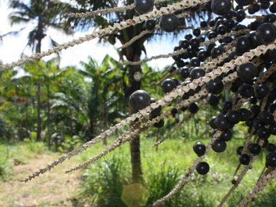 El lado B del asaí, la fruta amazónica que salió de Brasil y conquistó al mundo en los últimos años