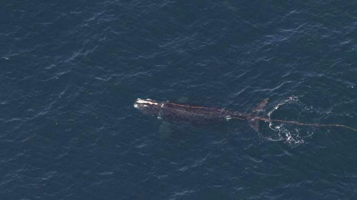 Foto de una ballena enredada en aparejos de pesca frente a la costa de Nueva Inglaterra, el miércoles 10 de abril de 2024