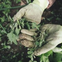 No gastes de más: dejá las plantas de tu jardín sin malezas con 3 productos que tenés en casa