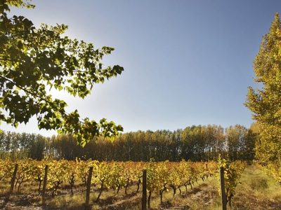 La bodega rionegrina que está en una isla