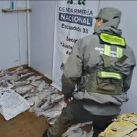 Gendarmes incautaron 49 truchas arco iris a pescadores furtivos en Junín de los Andes