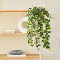 Hiedra: cómo mantener feliz esta planta de interior fácil de cuidar e ideal para la habitación
