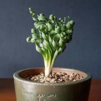 La llamativa suculenta cuyas hojas son espiraladas y es perfecta para darle un toque distintivo a la deco de tu hogar