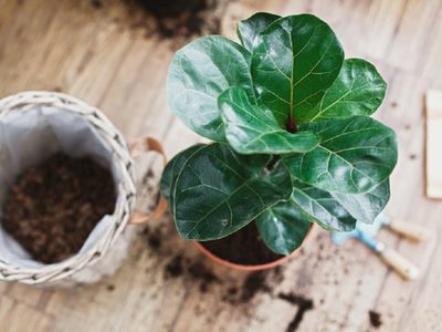 Plantas: el secreto de los viveristas para rescatar este tipo de Ficus si lo encontrás en esta preocupante condición
