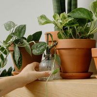 Las plantas "todoterreno" que casi no tenés que cuidar y son perfectas para decorar cualquier rincón de tu casa