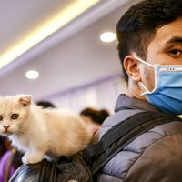 ¿Apareció una cura para el coronavirus? Un tratamiento para gatos podría ser efectivo para el virus
