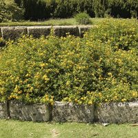 La planta que da flores todo el año y no puede faltar en tu jardín: cambia de color y crece rápido