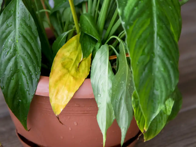 Si tus plantas tienen hojas amarillas o marrones, dales vida con este fertilizante casero de 2 ingredientes que es una bomba