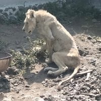 Rescatan a un león que fue abandonado en Chalco; está desnutrido y deshidratado