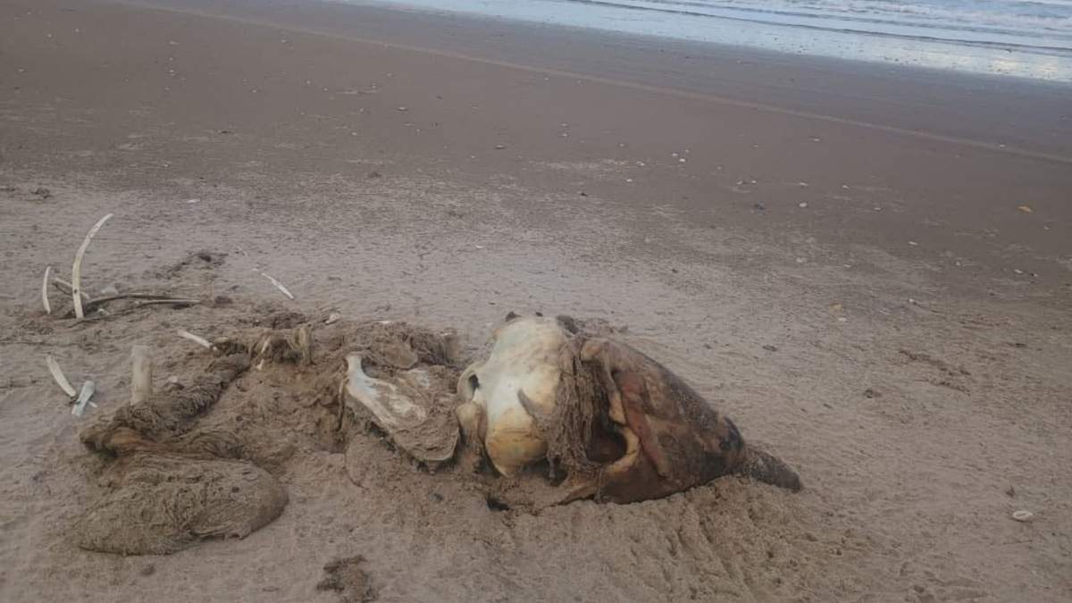 Brote de influenza aviar en Playa Bagdad; suman 400 aves muertas