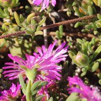 La hermosa planta de rápido crecimiento que llena tus muros y paredes de increíbles flores y vegetación