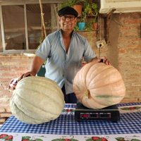 Un evento único en Neuquén: se inició el concurso del zapallo más grande