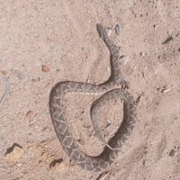 Alerta por aparición de arañas, alacranes y víboras en varios sectores de Neuquén
