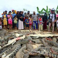 Aldeanos matan 292 cocodrilos por la muerte de un hombre que entró al criadero en Indonesia