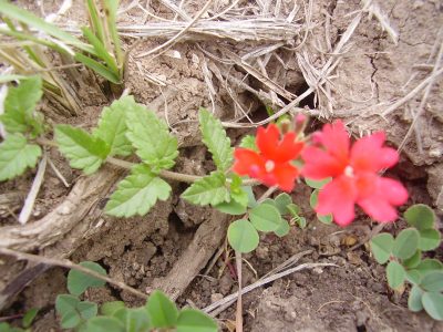 La planta que casi no tenés que cuidar y es perfecta para cubrir suelos con sus hermosas flores