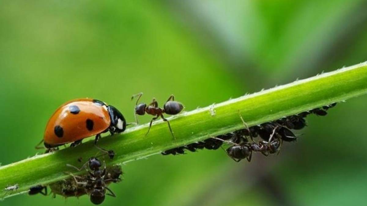 Insecto. Fuente: (Instagram)
