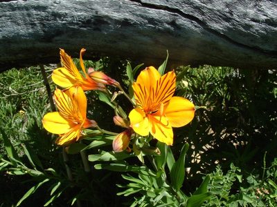 Belleza, misticismo y leyenda: el amancay rebrota cada primavera en los bosques patagónicos