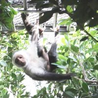 El Bosque de Chapultepec será el hogar permanente del mono capuchino, determina la Profepa