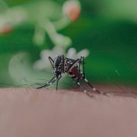 No gastés en repelente para mosquitos: preparalo en casa con 2 ingredientes y con un rico olor