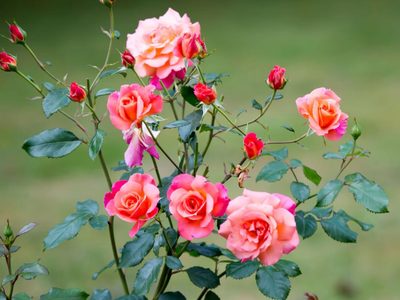 El secreto de los jardineros para que tus plantas de rosas se llenen de flores y para propagarlas de forma fácil