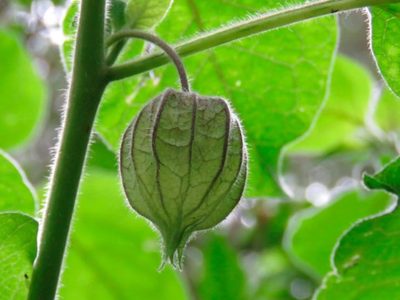 La UNAM identifica planta que ayudaría a combatir el cáncer de mama