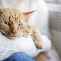 Cinco formas en que tu gato mejora tu salud