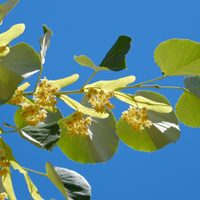 Guía completa para cultivar tilo en tu jardín y disfrutar de su aroma